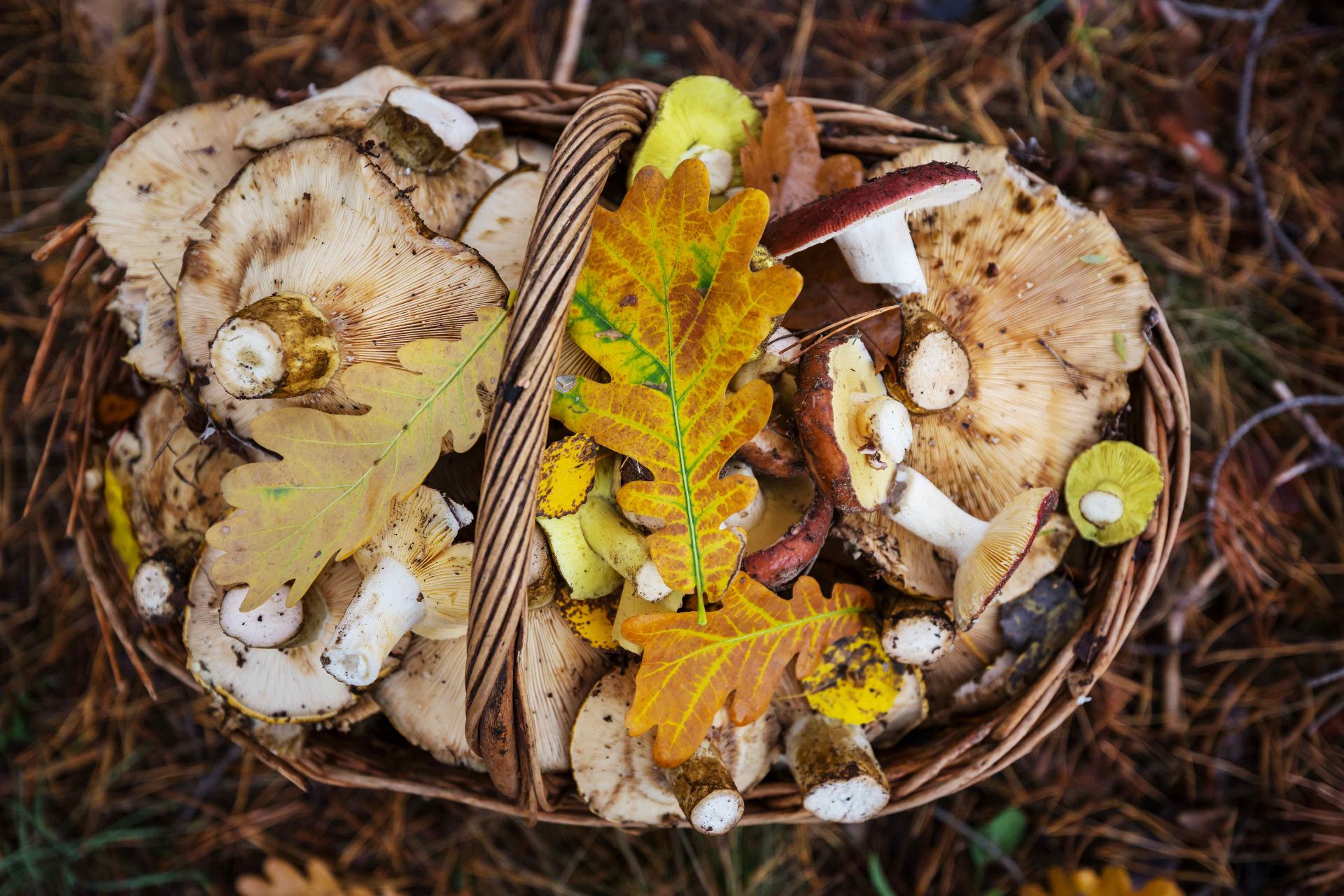 Calabria d’autunno: funghi e foliage