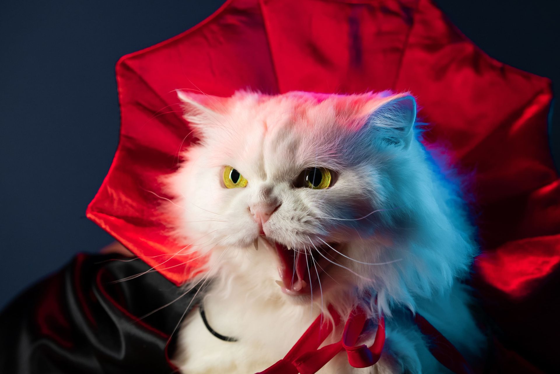 Cats - il musical