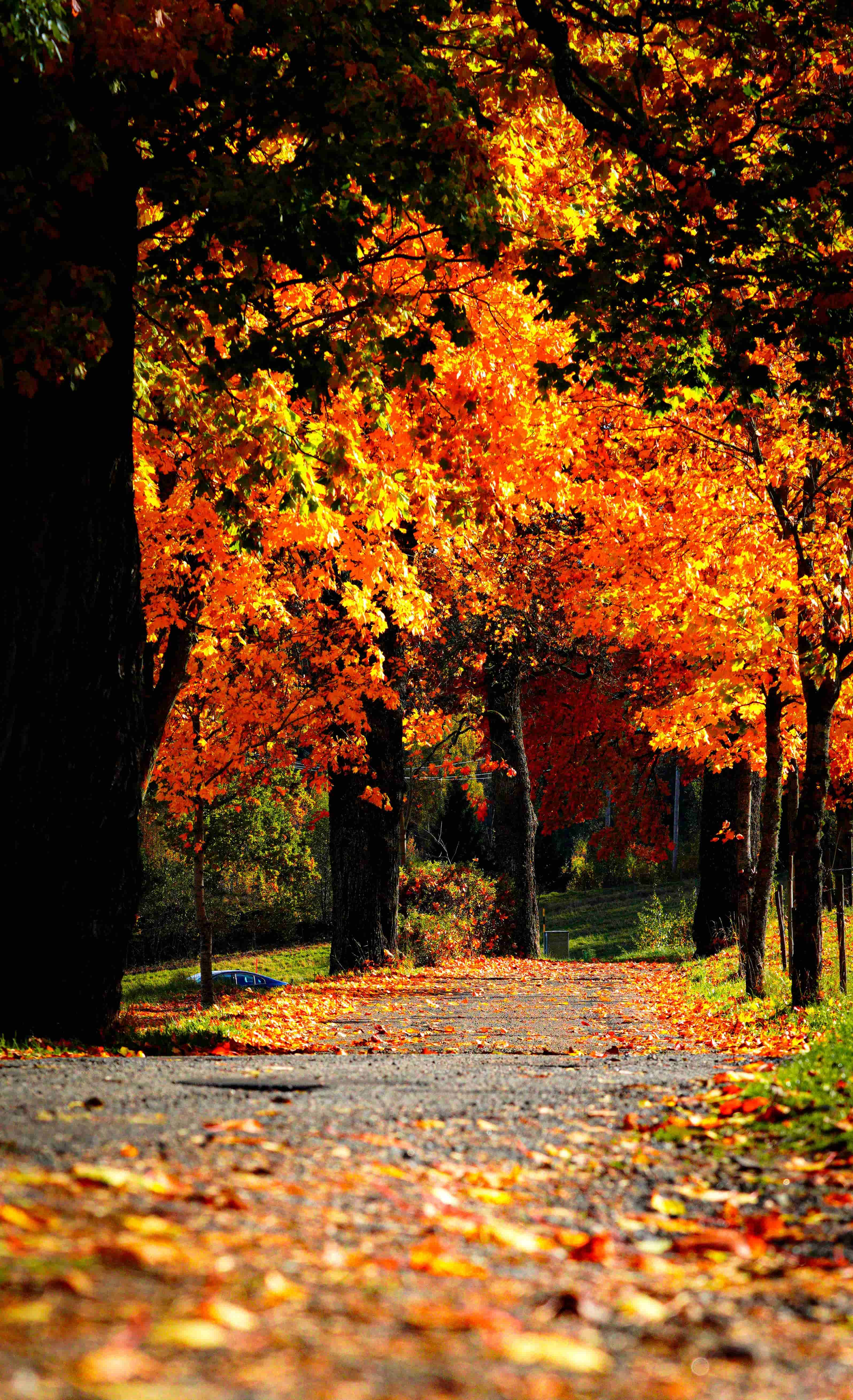 Festa d’Autunno - Chiaravalle Centrale