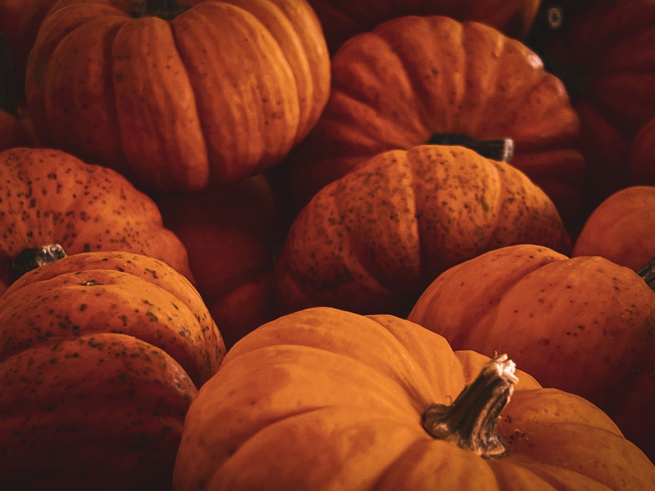 Fiera di Novembre - Schiavonea