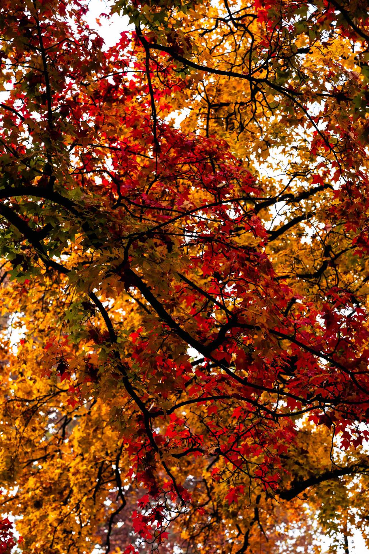 Festa dei Colori e dei Sapori d’Autunno - Lorica