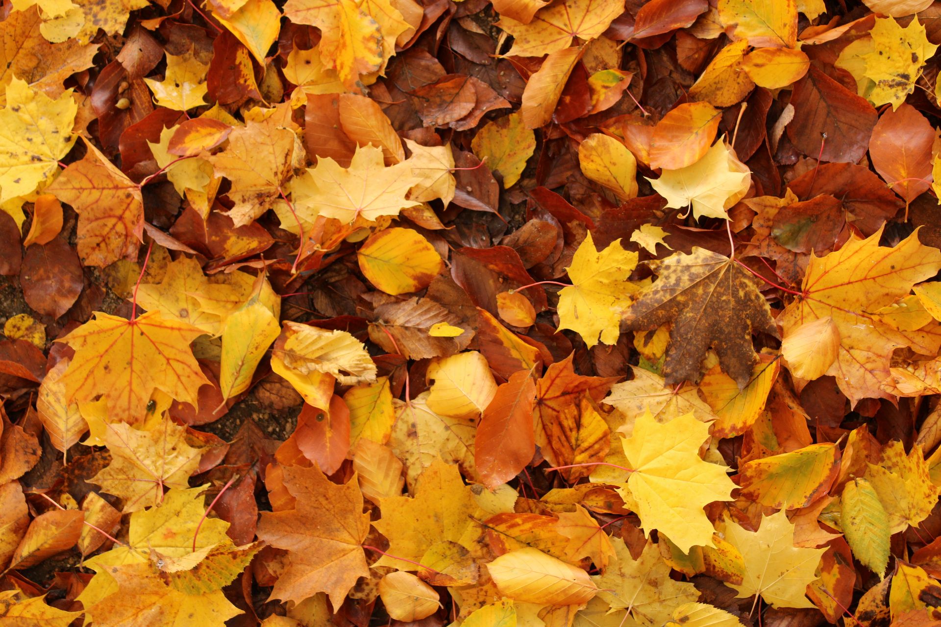 Emozioni D'Autunno - Celico